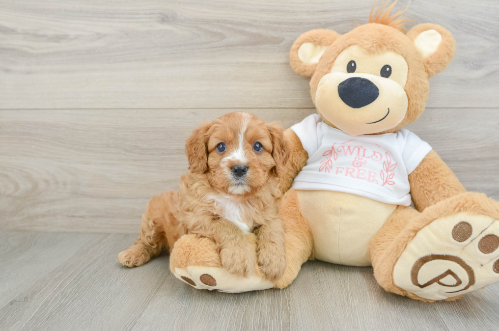 7 week old Cavapoo Puppy For Sale - Pilesgrove Pups