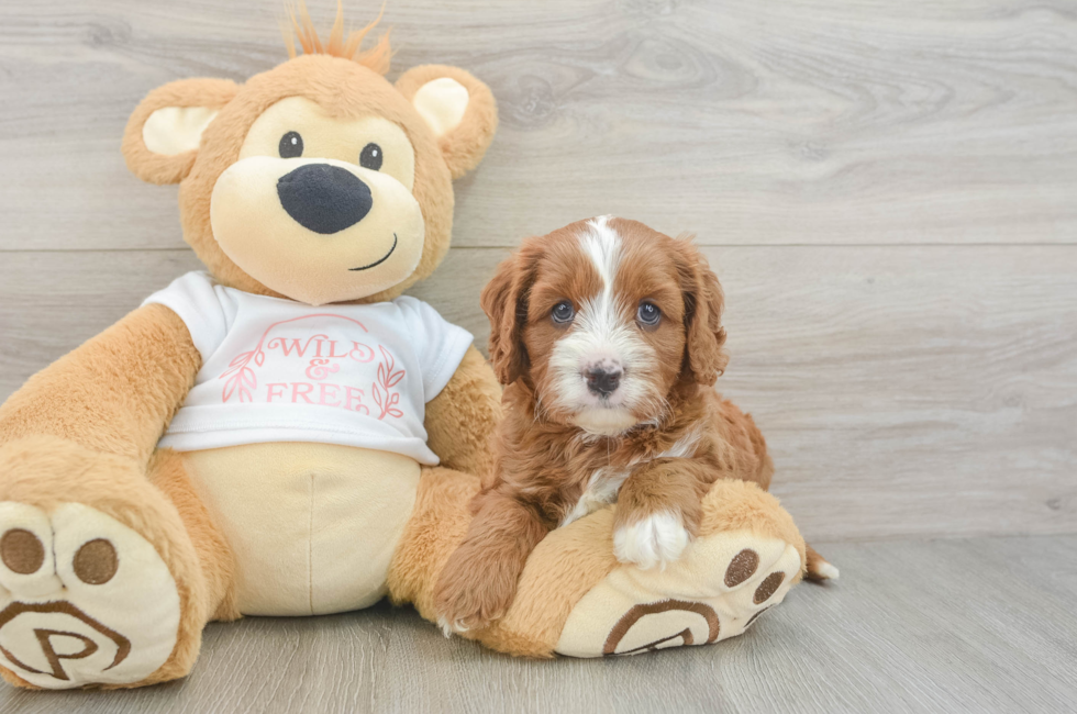 6 week old Cavapoo Puppy For Sale - Pilesgrove Pups