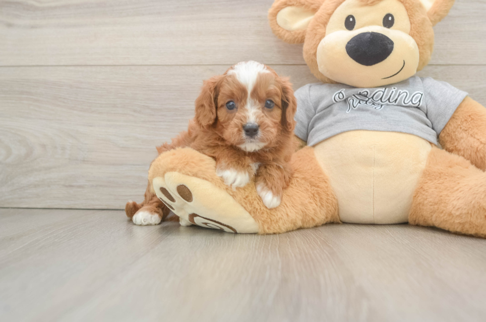 5 week old Cavapoo Puppy For Sale - Pilesgrove Pups