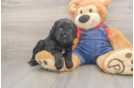 Fluffy Cavapoo Poodle Mix Pup
