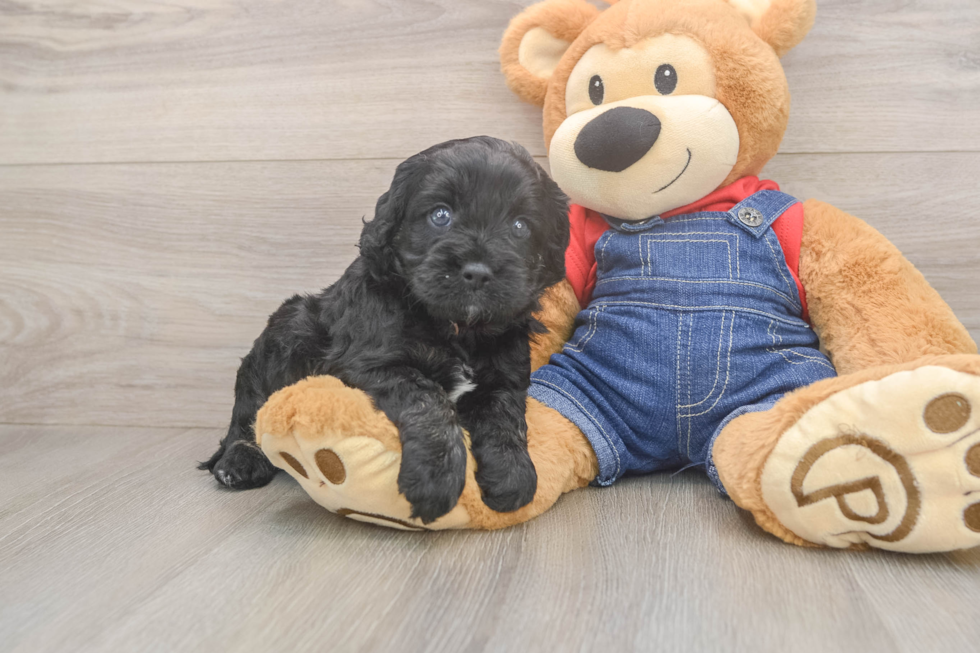 Fluffy Cavapoo Poodle Mix Pup