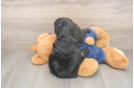 Petite Cavapoo Poodle Mix Pup