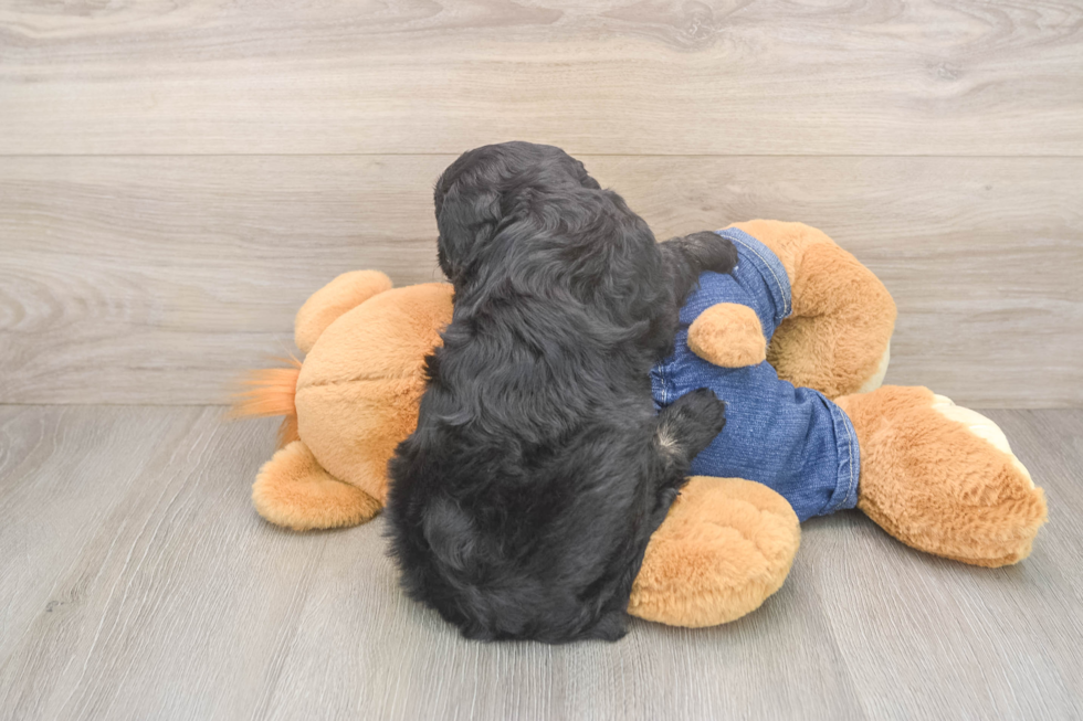Petite Cavapoo Poodle Mix Pup