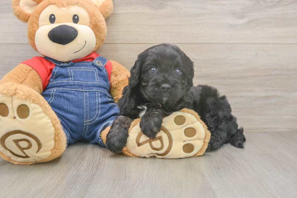 Cavapoo Pup Being Cute