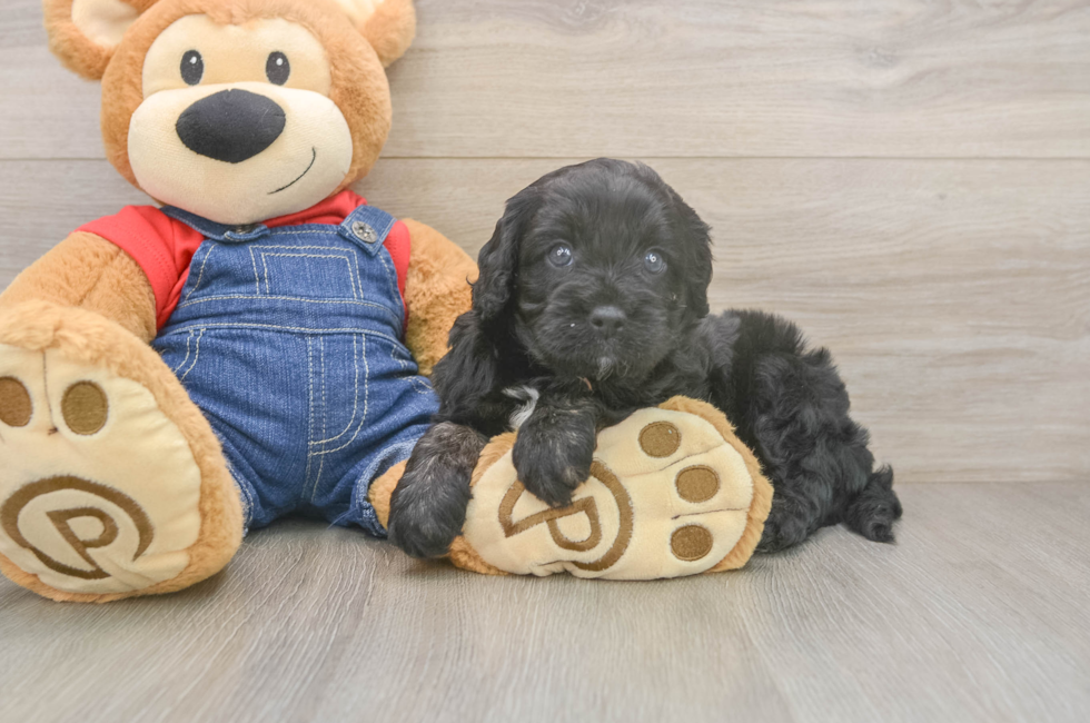 5 week old Cavapoo Puppy For Sale - Pilesgrove Pups