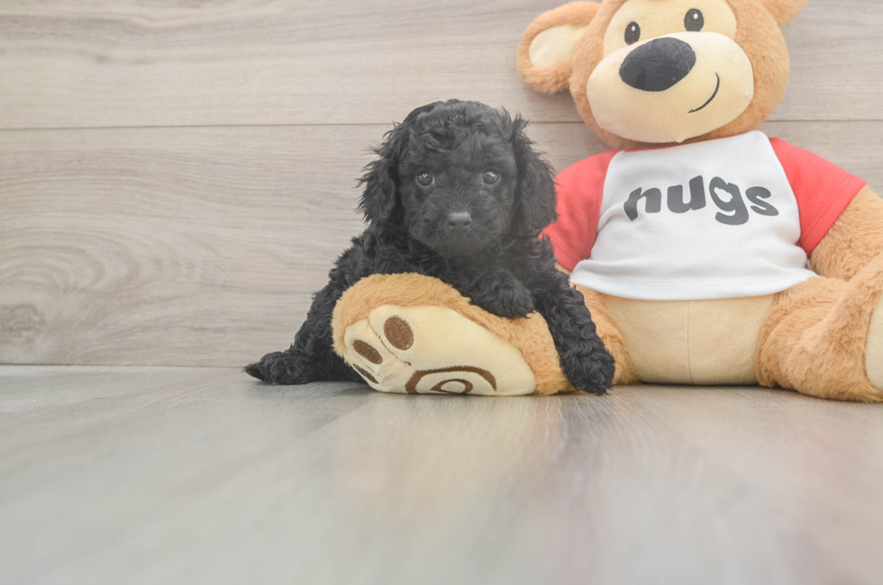 5 week old Cavapoo Puppy For Sale - Pilesgrove Pups