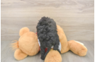 Hypoallergenic Cavadoodle Poodle Mix Puppy