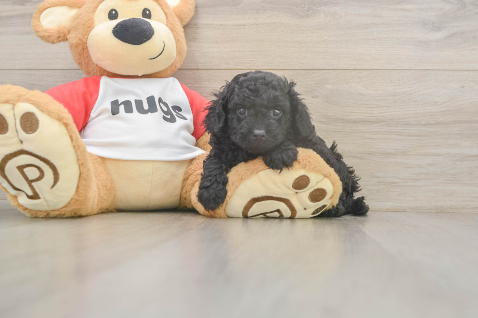 Fluffy Cavapoo Poodle Mix Pup