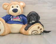 6 week old Cavapoo Puppy For Sale - Pilesgrove Pups