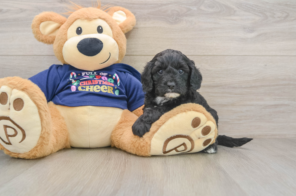 5 week old Cavapoo Puppy For Sale - Pilesgrove Pups