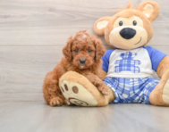 8 week old Cavapoo Puppy For Sale - Pilesgrove Pups