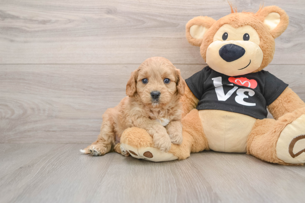 Hypoallergenic Cavadoodle Poodle Mix Puppy