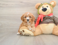 7 week old Cavapoo Puppy For Sale - Pilesgrove Pups