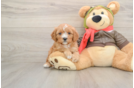 Cavapoo Puppy for Adoption