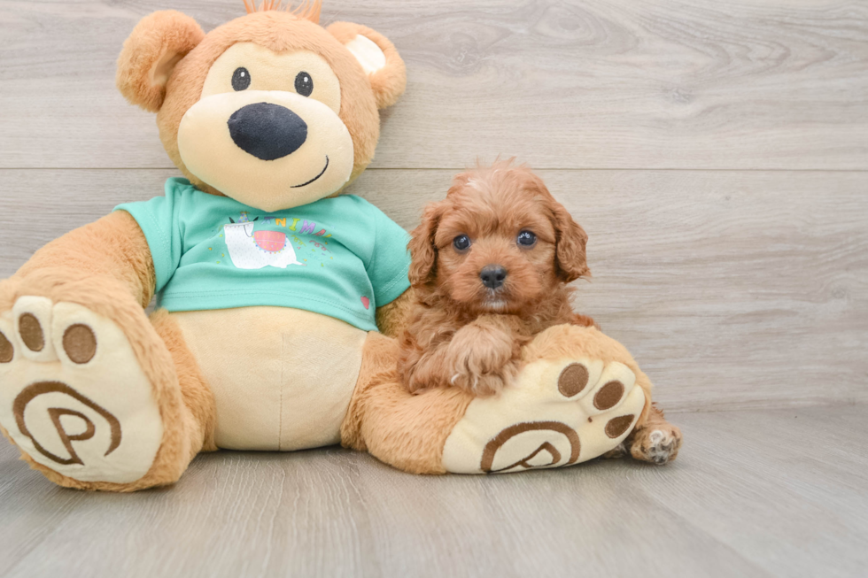 Smart Cavapoo Poodle Mix Pup