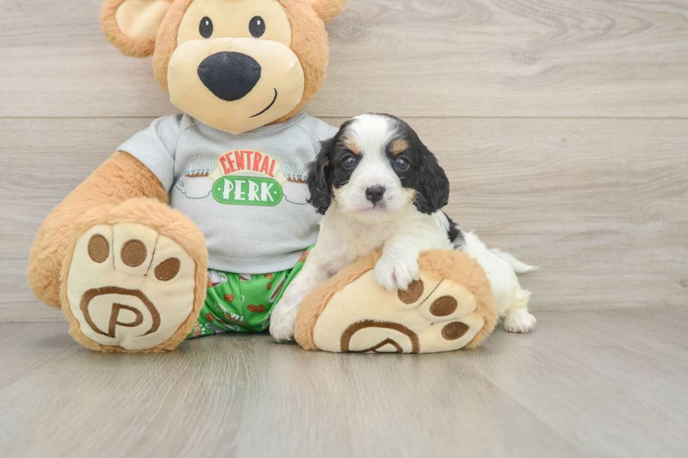 Adorable Cavalier King Charles Spaniel and Poodle Mix Poodle Mix Puppy