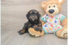 Cavapoo Puppy for Adoption
