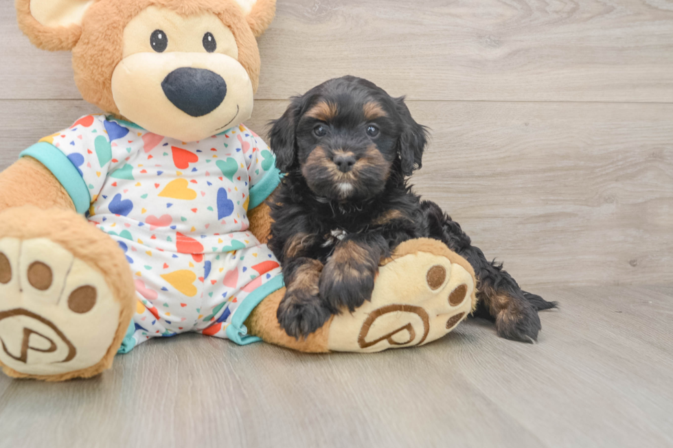 Sweet Cavapoo Baby