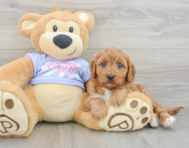 8 week old Cavapoo Puppy For Sale - Pilesgrove Pups