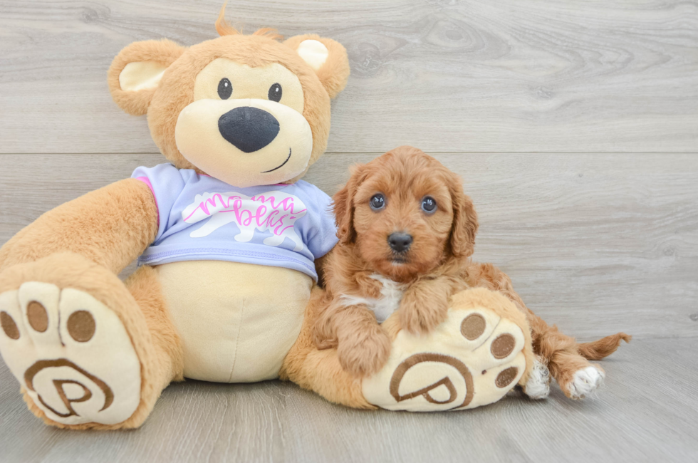 7 week old Cavapoo Puppy For Sale - Pilesgrove Pups