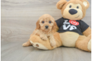 Popular Cavapoo Poodle Mix Pup