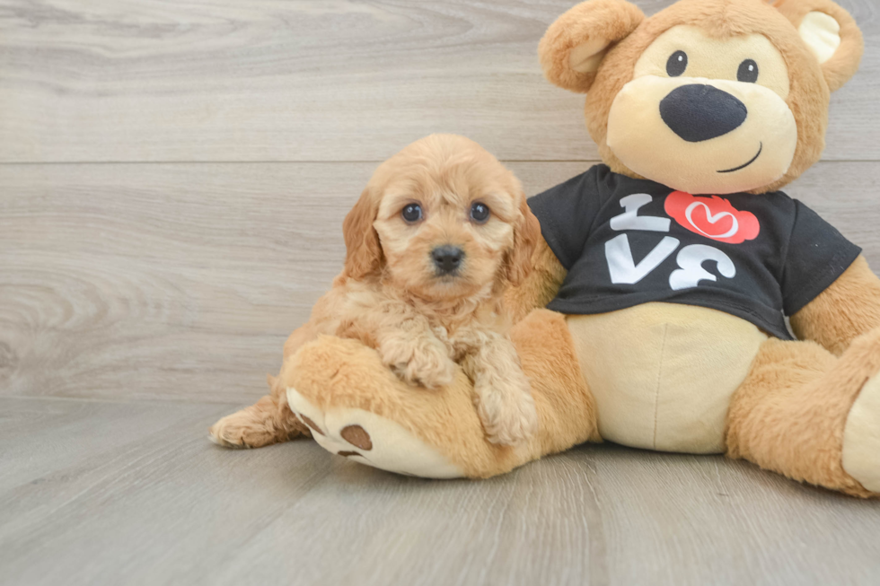 Popular Cavapoo Poodle Mix Pup