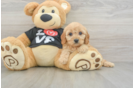 Best Cavapoo Baby