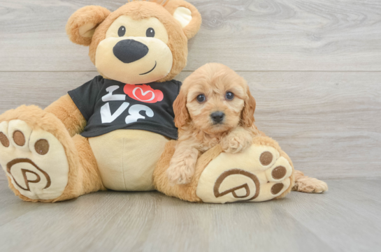 Best Cavapoo Baby