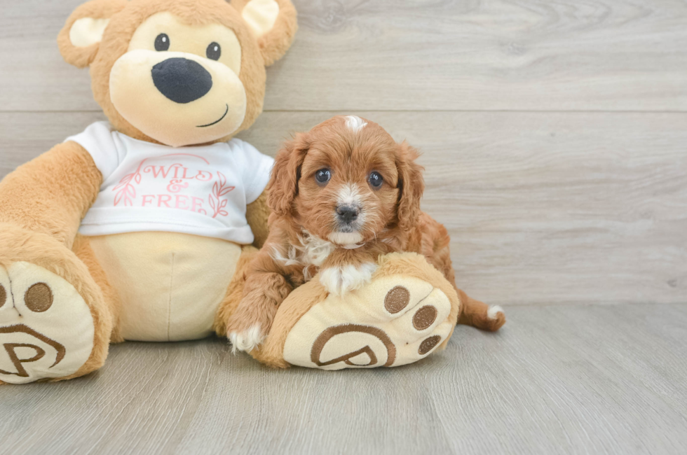 6 week old Cavapoo Puppy For Sale - Pilesgrove Pups