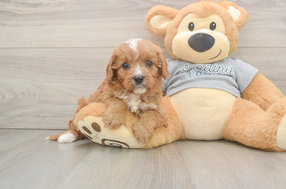 5 week old Cavapoo Puppy For Sale - Pilesgrove Pups