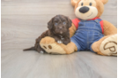 Cavapoo Pup Being Cute