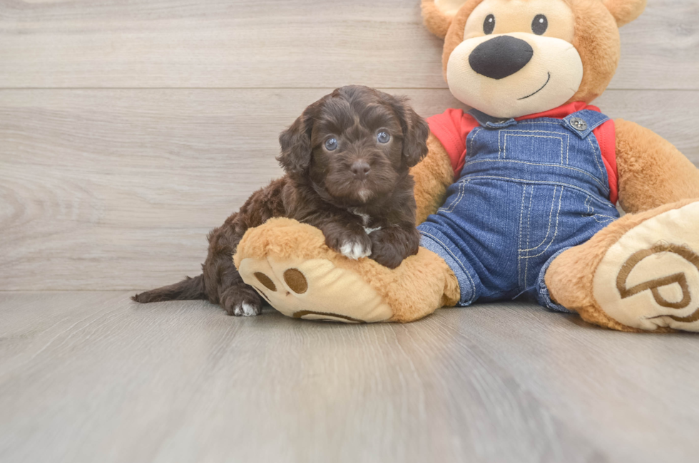 5 week old Cavapoo Puppy For Sale - Pilesgrove Pups