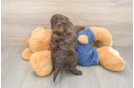 Smart Cavapoo Poodle Mix Pup