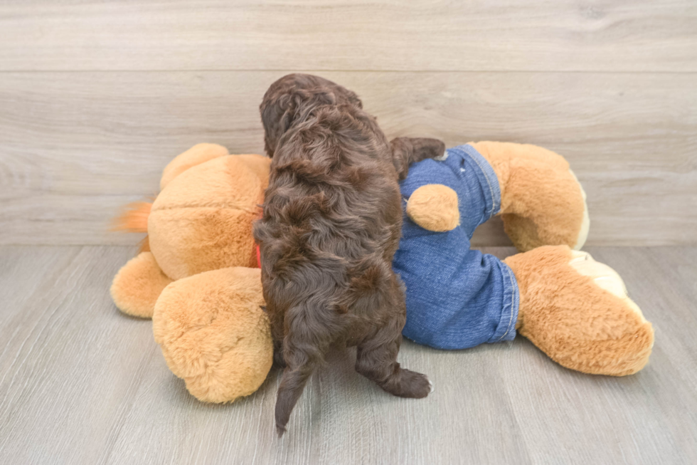 Smart Cavapoo Poodle Mix Pup