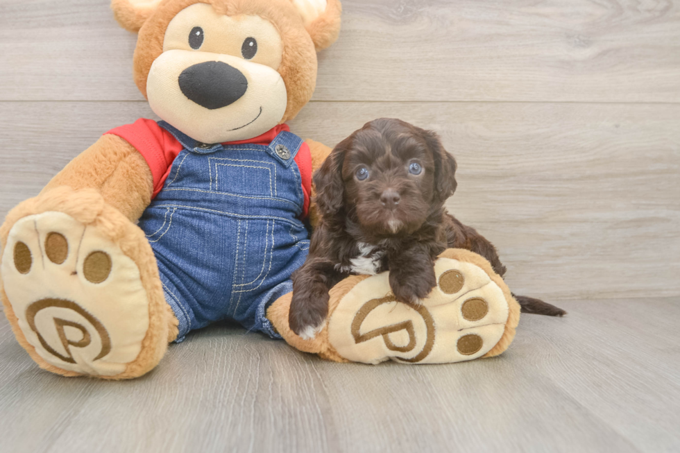 Popular Cavapoo Poodle Mix Pup