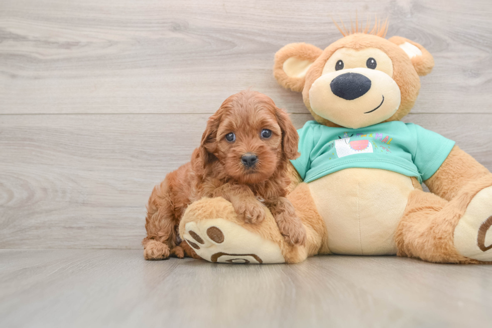 Popular Cavapoo Poodle Mix Pup