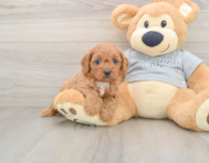 8 week old Cavapoo Puppy For Sale - Pilesgrove Pups