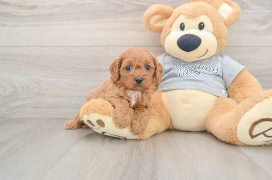 Cavapoo Puppy for Adoption