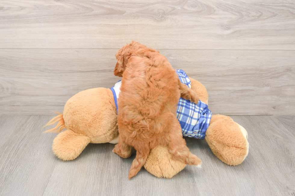 Funny Cavapoo Poodle Mix Pup