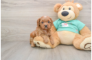 Cavapoo Pup Being Cute
