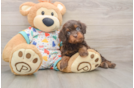Cavapoo Puppy for Adoption