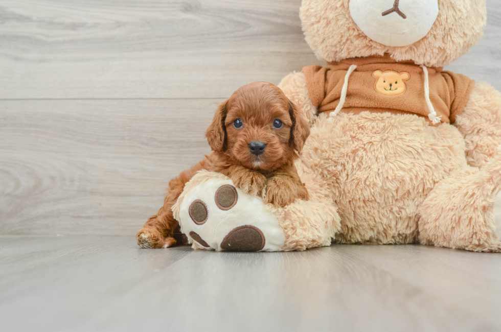 5 week old Cavapoo Puppy For Sale - Pilesgrove Pups