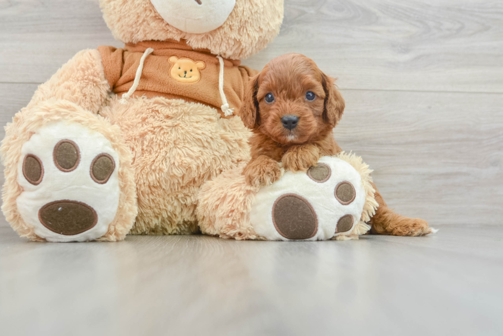 Best Cavapoo Baby