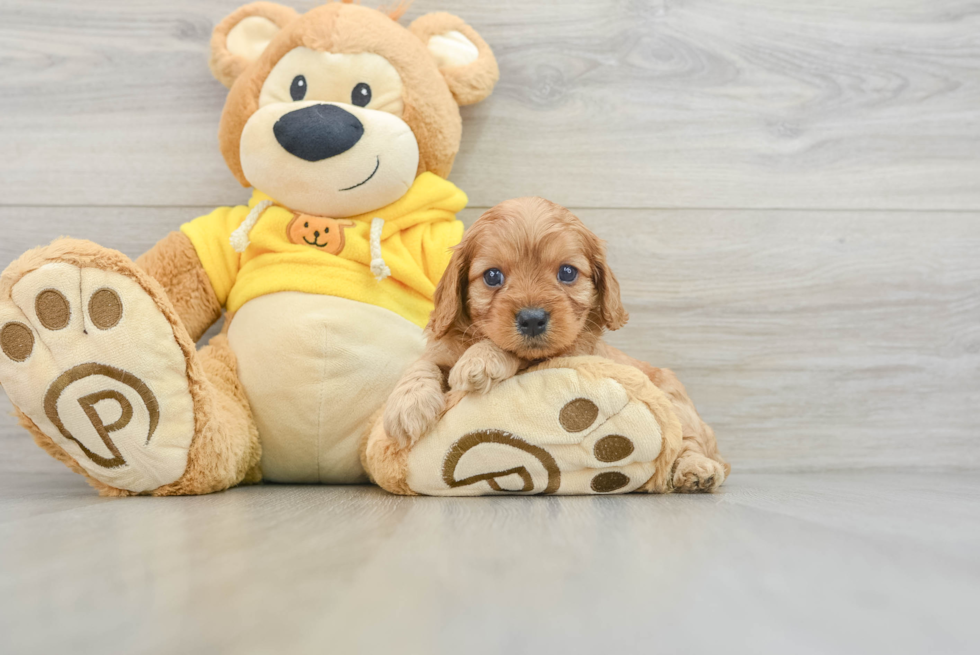 Cavapoo Pup Being Cute