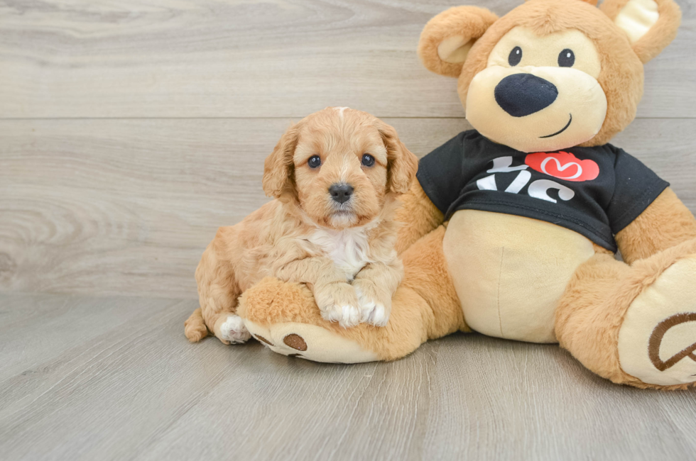 8 week old Cavapoo Puppy For Sale - Pilesgrove Pups