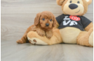 Friendly Cavapoo Baby