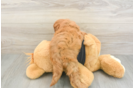 Petite Cavapoo Poodle Mix Pup
