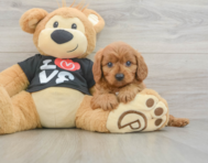 8 week old Cavapoo Puppy For Sale - Pilesgrove Pups