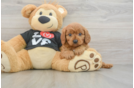 Cavapoo Puppy for Adoption