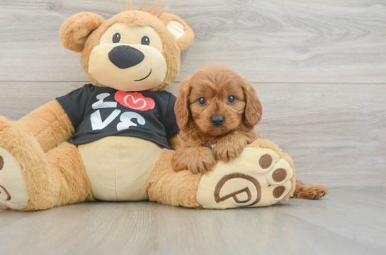 Cavapoo Puppy for Adoption